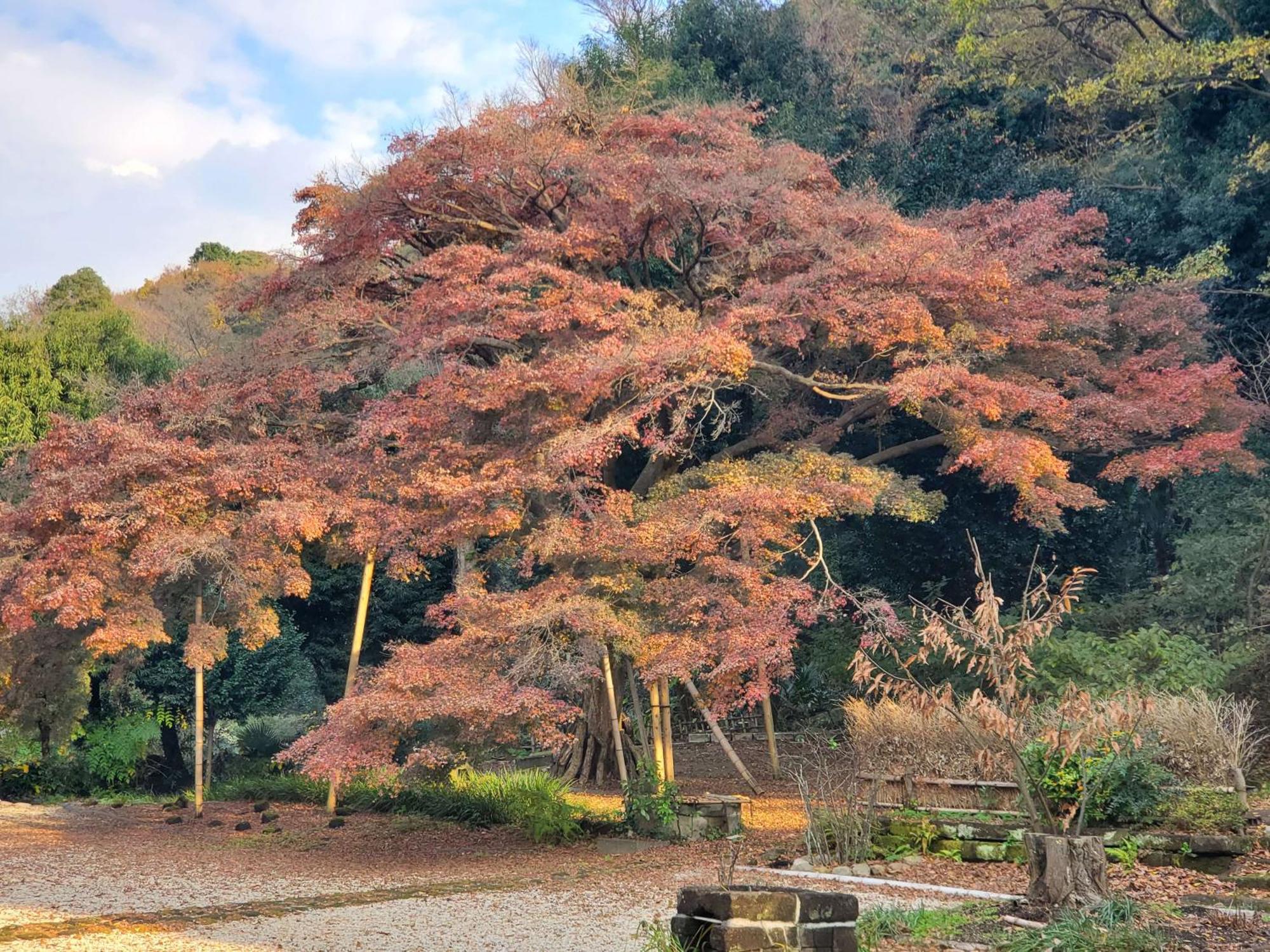 甘糟屋敷 Amakasu Yashiki *